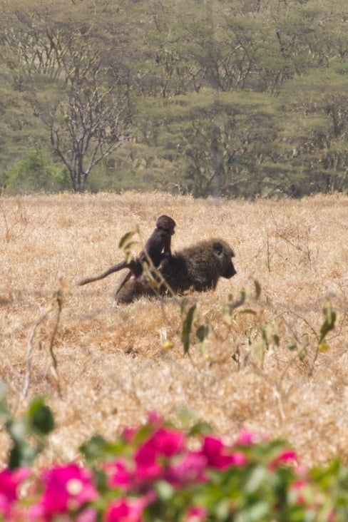 lake nakuru82