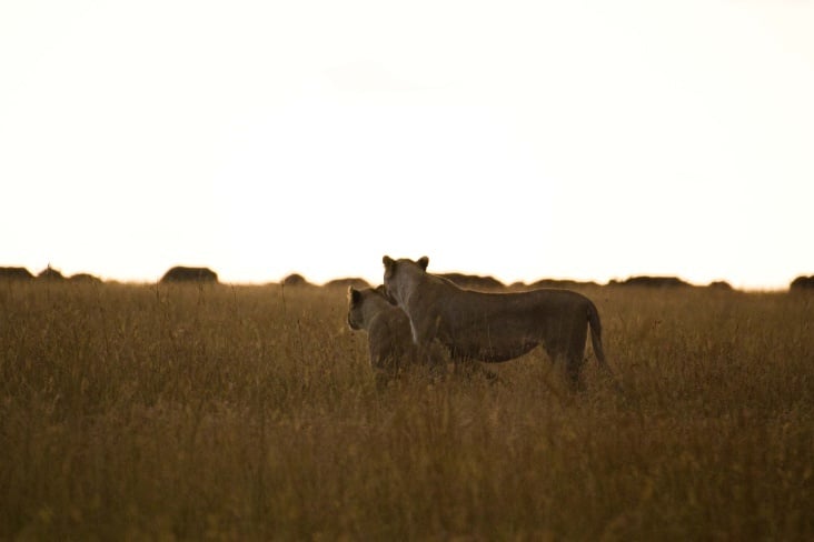 masaai mara46