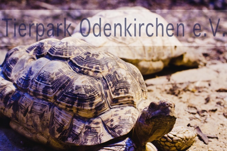 schildkröten land