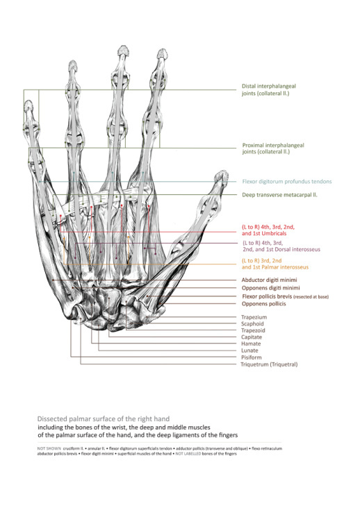 Muskulatur des Hands