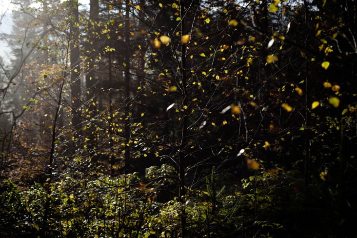 Bohemian Forest, Czech Republic