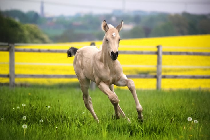 Foal