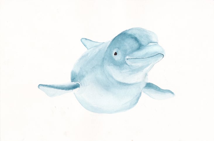 beluga