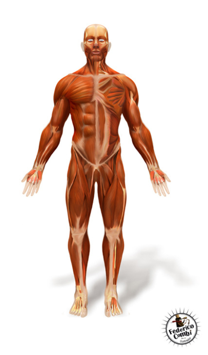 Muscular System—Serie GPS Ciencias Naturales (Editorial Grupo Macmillan – Argentina 2013)