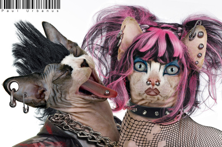 Punk Sphynx Cats