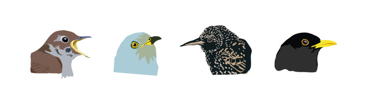 Singvögel, Adobe Illustrator