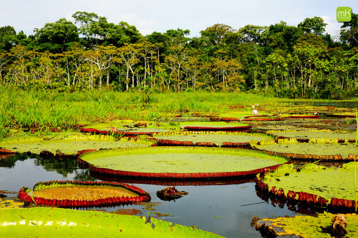 Amazonas-Peru1-Kopie