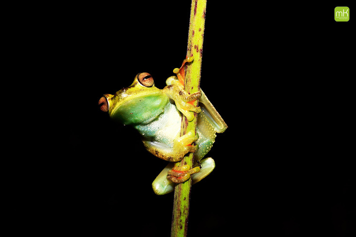 Frosch-Ecuador