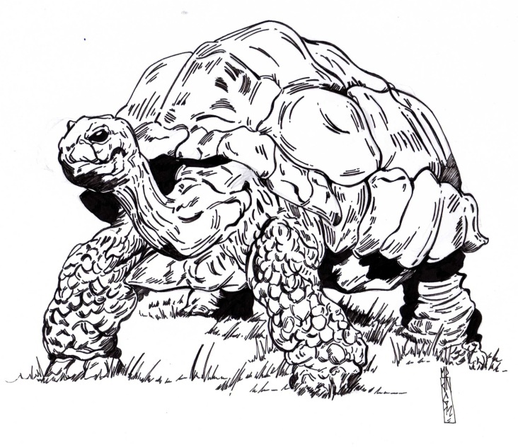 Turtle