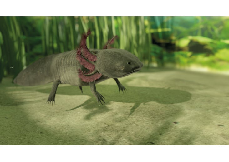 Axolotl (Aus der Arbeit: Wie regeneriert sich das Axolotl?)