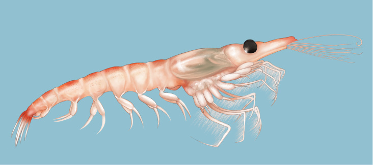 Krill