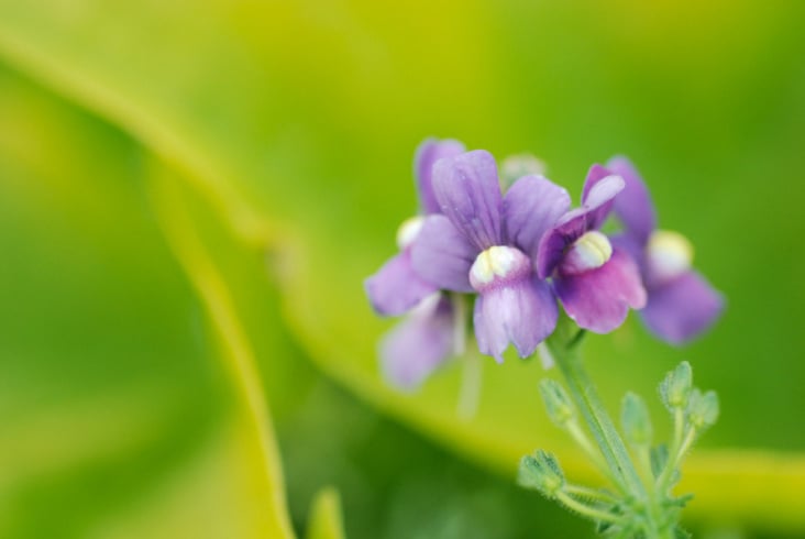 Foto Naturmotiv