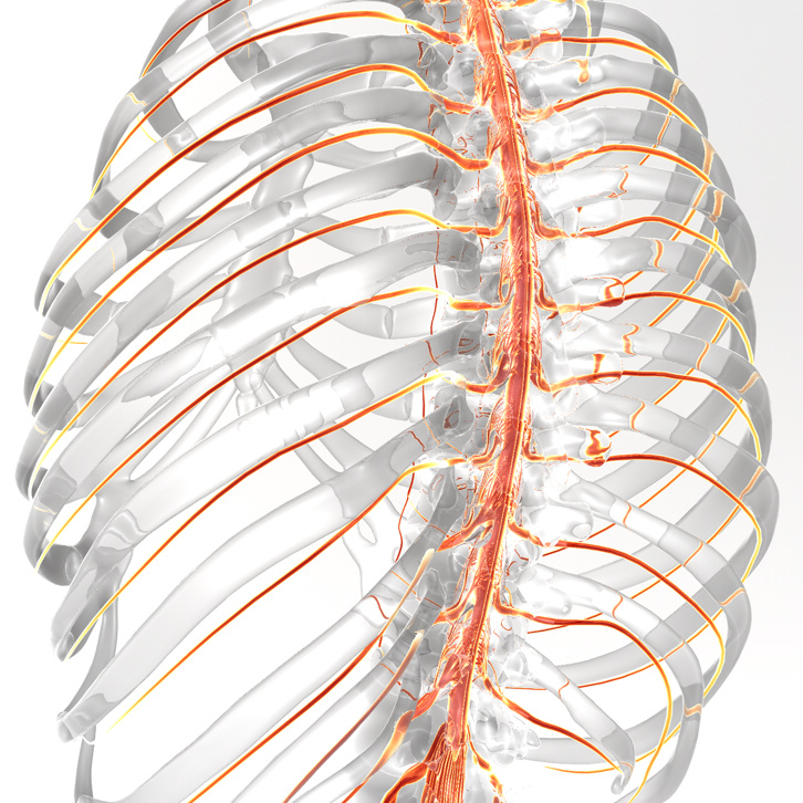 medizinische Illustration Rückenmark