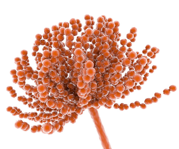 medizinische Illustration Aspergillus flavus