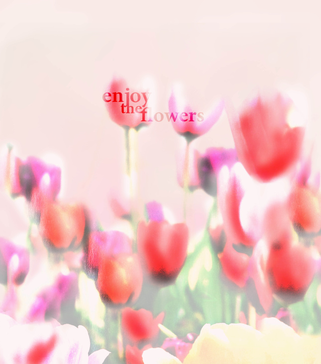 tulips01