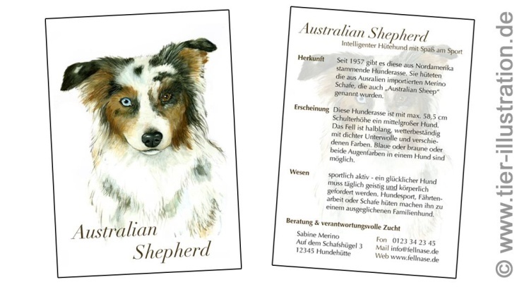 Austalian Shepherd – informative Kunstpostkarte eines Hundezüchters