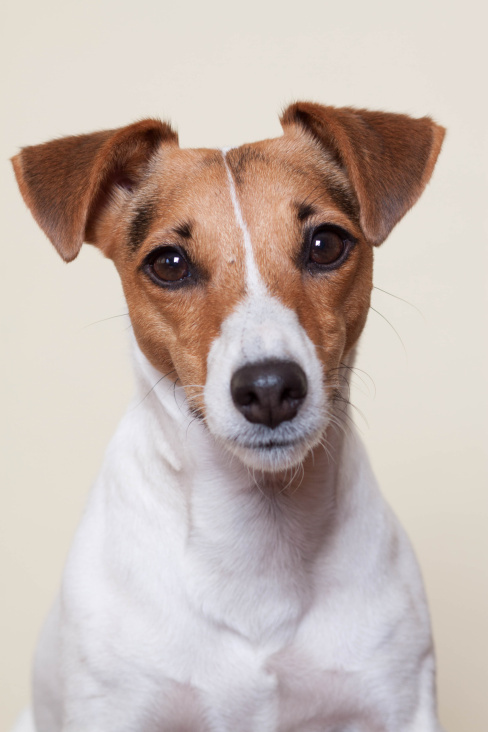 Kiki – Jack Russel