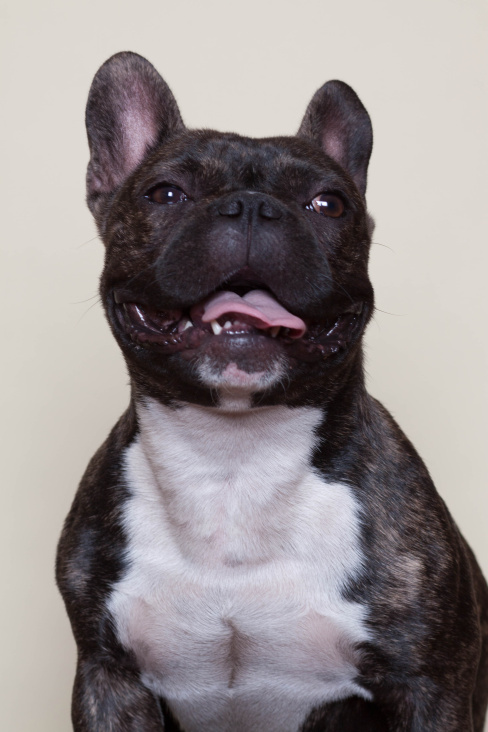 Vito – französische Bulldogge