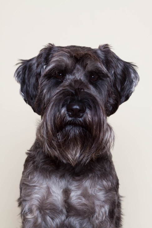 Winnie – Schnauzer Salz/Pfeffer