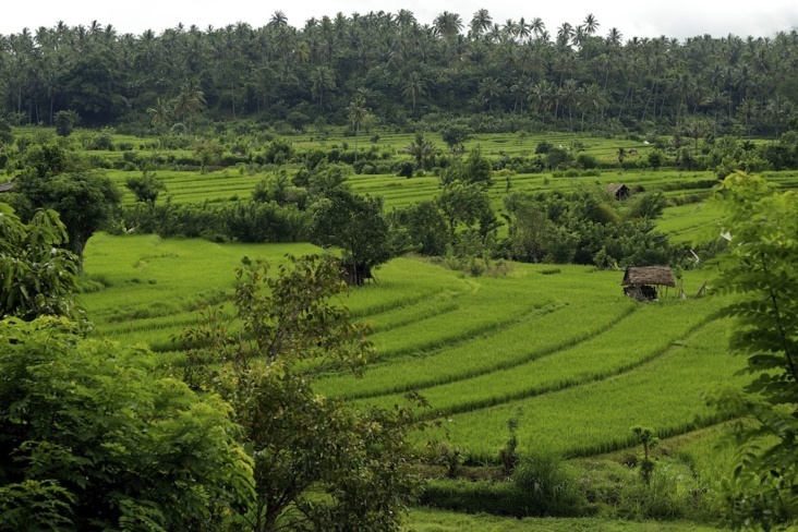 Reisfelder in Bali