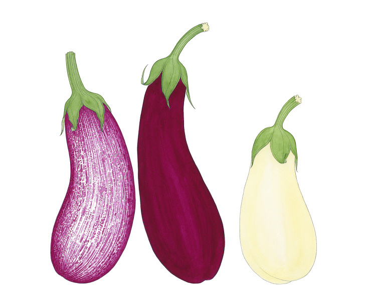 Aubergine