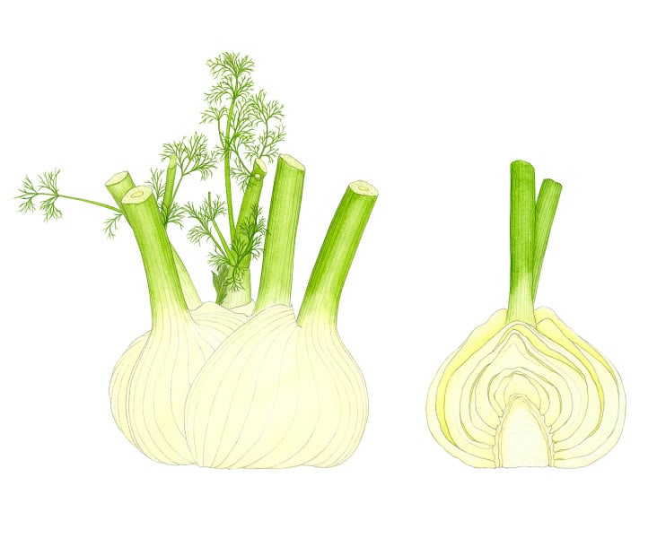 Fenchel