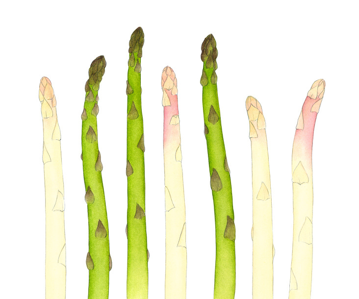 Spargel