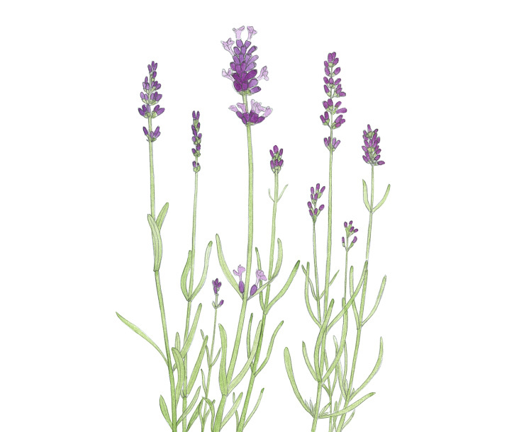 Lavendel