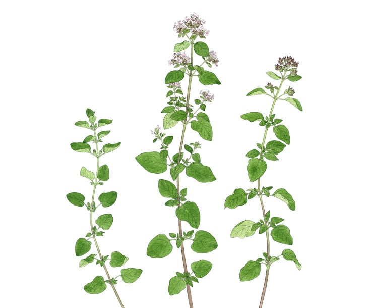 Oregano