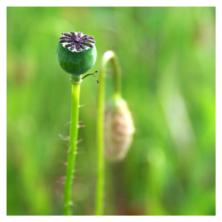 set plants