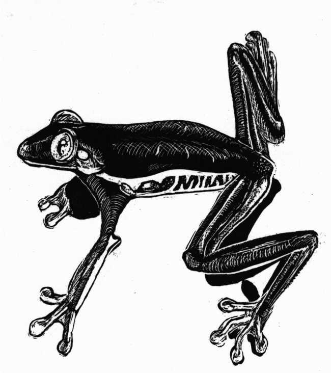 treefrog – Scraper Board, Animal Illustration;  Baumfrosch – Kratztechnik, Tierillustration