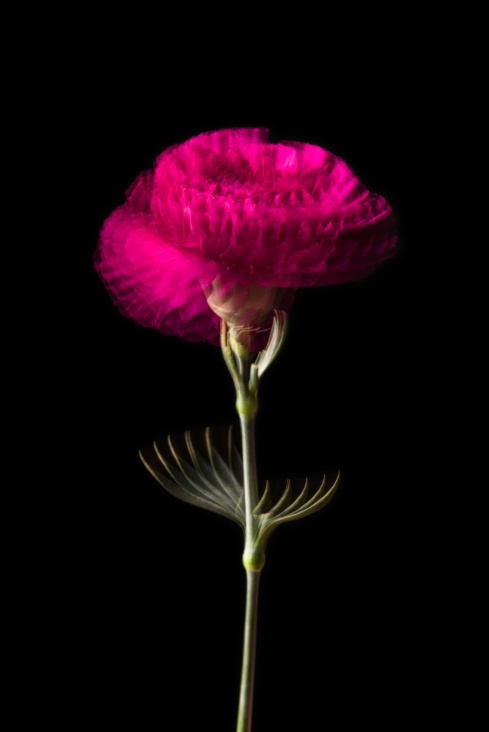 Dianthus Pink