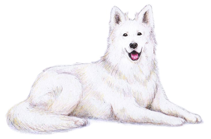 weißer Schäferhund für ein Websitebanner