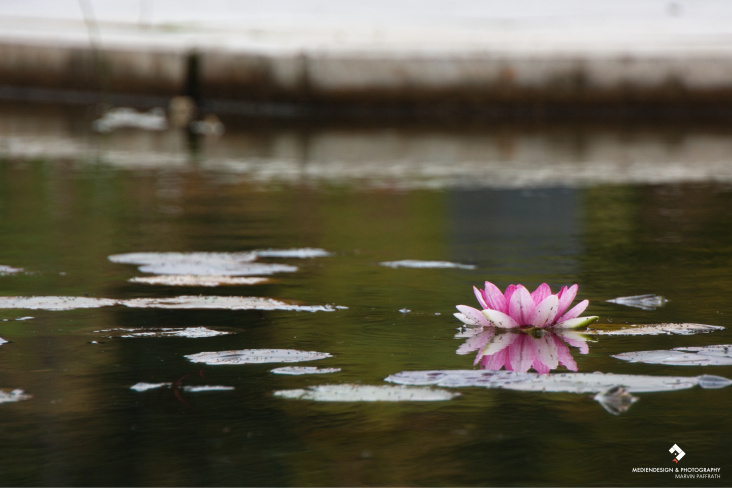 wasserblume