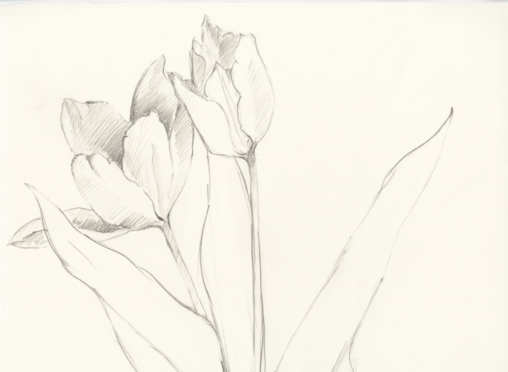 tulip studie