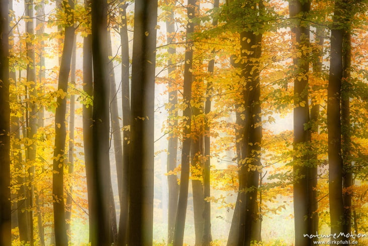 Herbstwald im Nebel, Doppelbelichtung mit verschiedenen Schärfeebenen