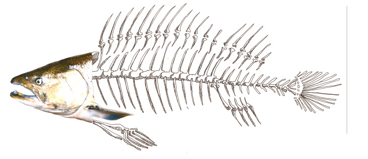 Skeleton Fish