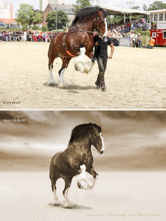 Making Of Shire Horse