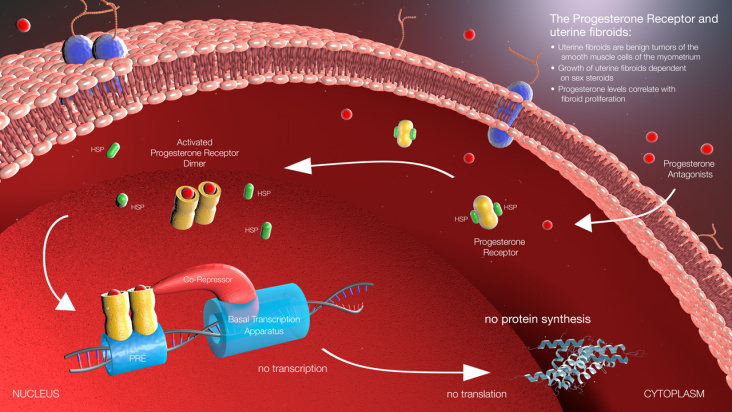 Progesteron Antagonist