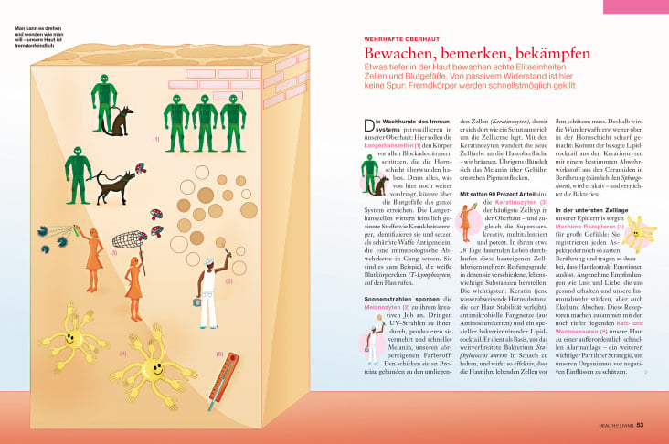 Die Haut, Illustration und Layout für healthy living