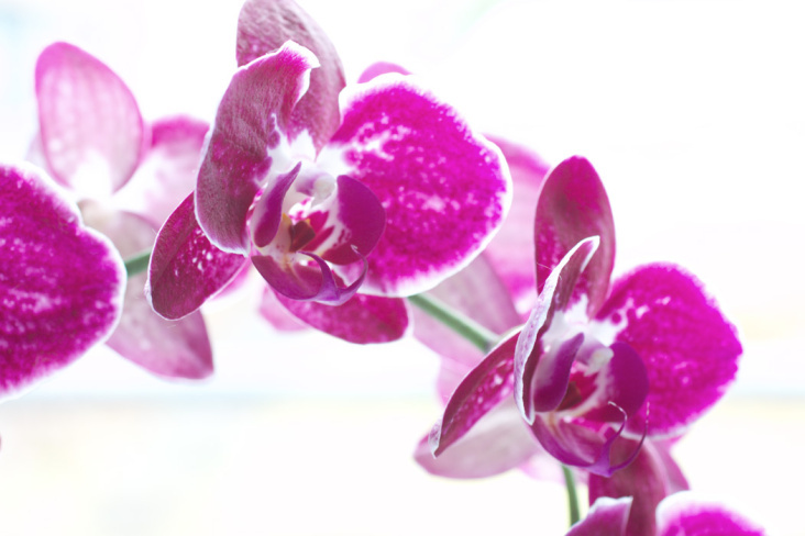 Orchidee