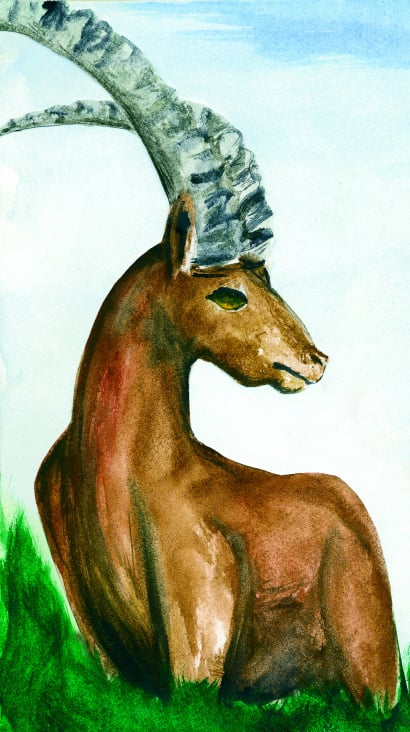 Steinbock || Aquarell