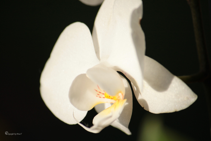 Orchidee- Foto Übungen März 2014