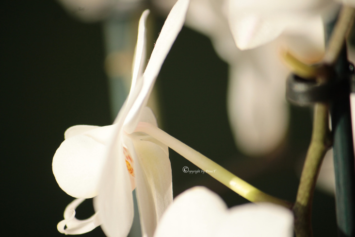 Flower – Orchidee Foto Übungen März 2014