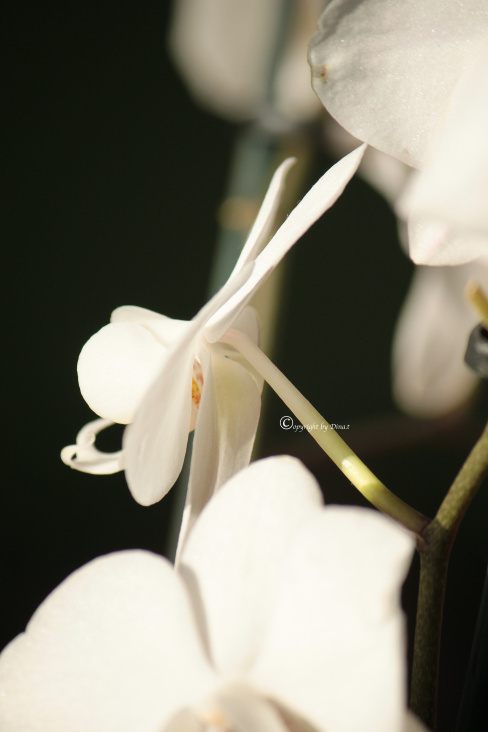 Flower / Orchidee Foto Übungen März 2014