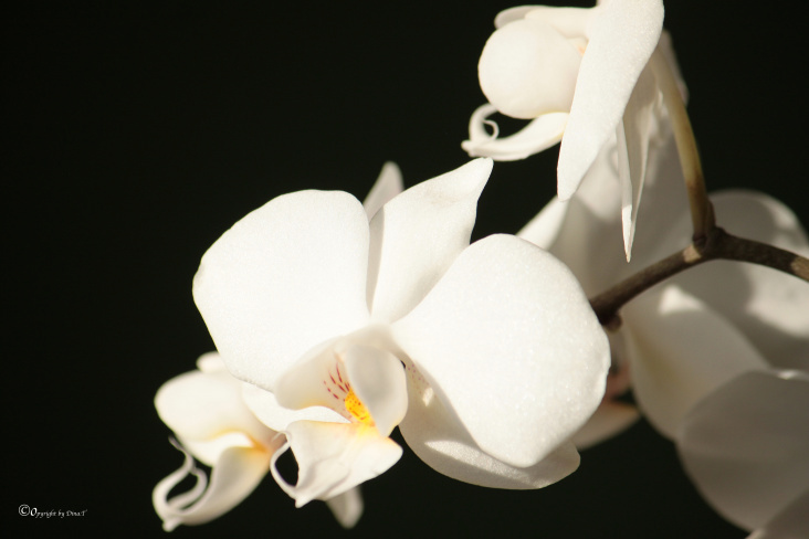 Flower / Orchidee Foto Übungen März 2014
