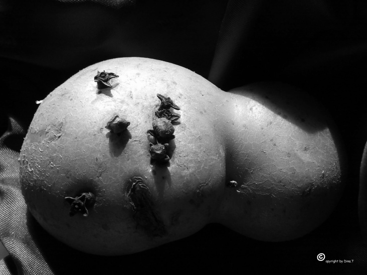Food Kartoffel Foto Übungen 2014