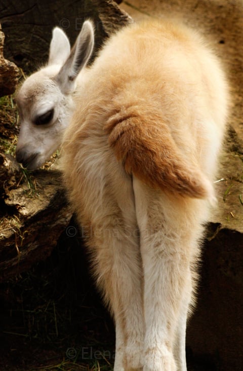 Baby Lama