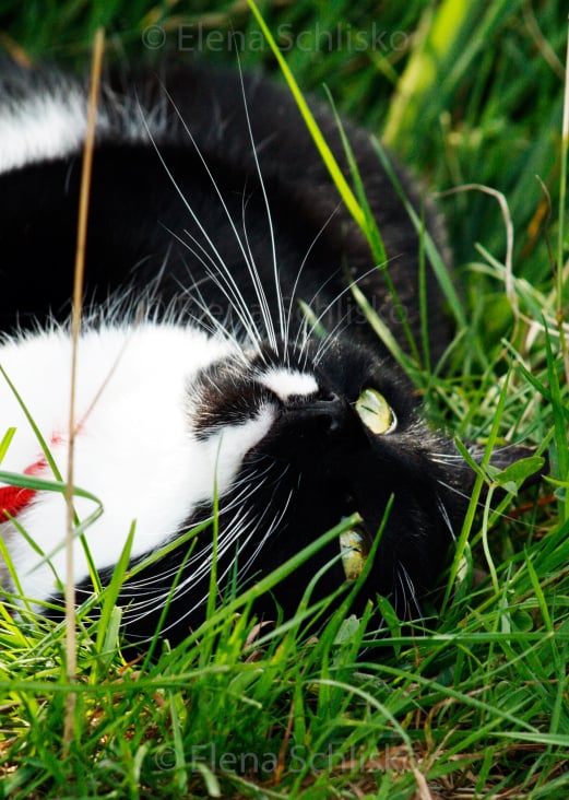 Katze auf der Wiese