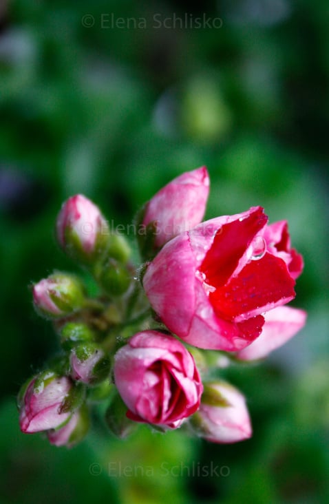 Makroaufnahme Blüte